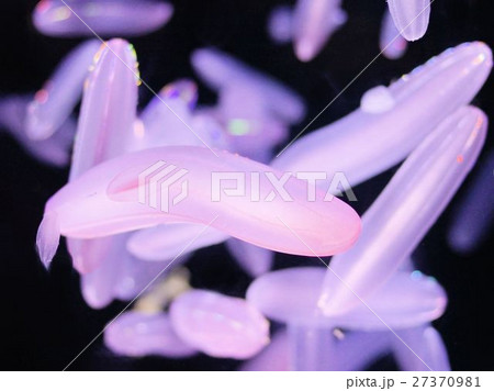 シンカイウリクラゲ シンカイウリクラゲ 27370981