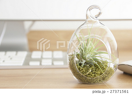 デスクに置く癒しのボタニカルライフ テラリウム観葉植物の写真素材イメージの写真素材