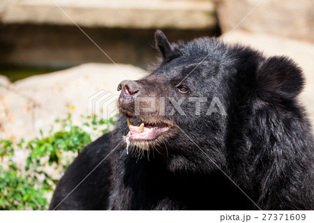 Asian great black bear. 27371609