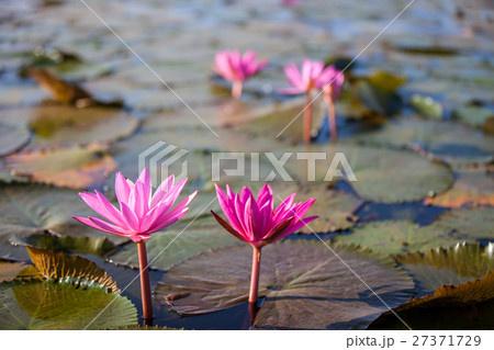 Waterlily or lotus flower. 27371729