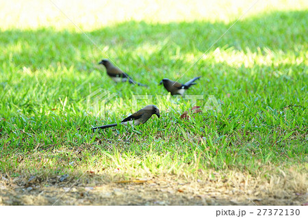 腰掛け 住む 亜熱帯 27372130