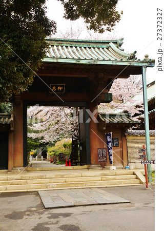 東京観光スポット桜スポット・湯島聖堂の仰高門全景と境内の桜・縦位置 27372327