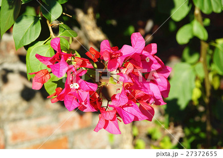 ブーゲンビリア ブーゲンビレア イカダカズラ 27372655