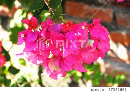 ブーゲンビリア ブーゲンビレア イカダカズラ 27372661
