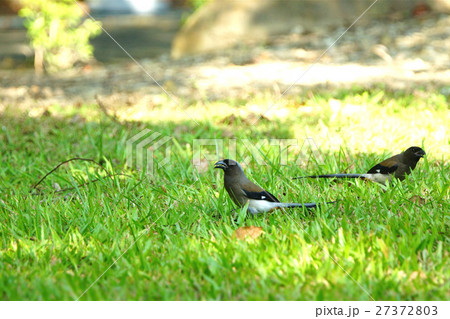 腰掛け 住む 亜熱帯 27372803