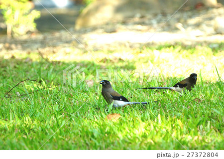 腰掛け 住む 亜熱帯 27372804