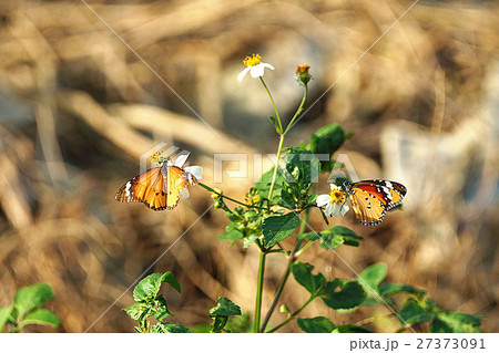 カバマダラ タテハチョウ科 白色 27373091