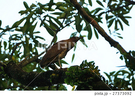 林 森 樹林 27373092