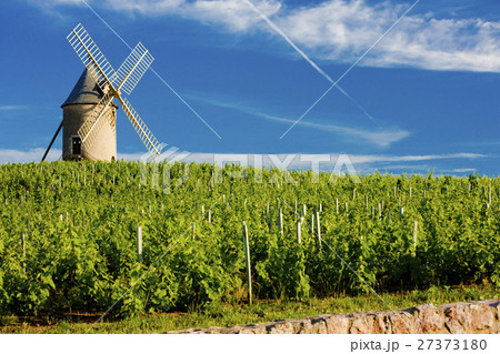 vineyards with windmill near Chenas, Beaujolais vineyards with windmill near Chenas, Beaujolais 27373180
