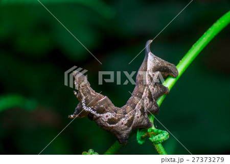 Elephant Hawk Moth (Deilephila elpenor)  27373279