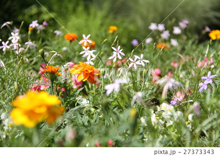 夏の花壇の小花、お花畑 27373343