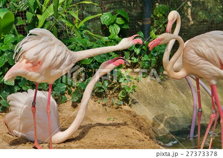 タイ王国パタヤの観光スポット カオキアオ動物園 のフラミンゴ Flamingo の写真素材