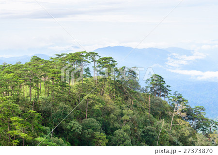 Pine forest 27373870