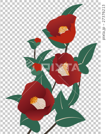 Cold camellia Cold camellia 27376213