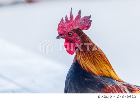 colorful rooster on nature background colorful rooster on nature background 27376415
