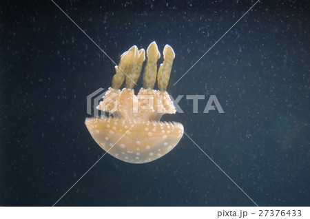Spotted jelly fish Spotted jelly fish 27376433