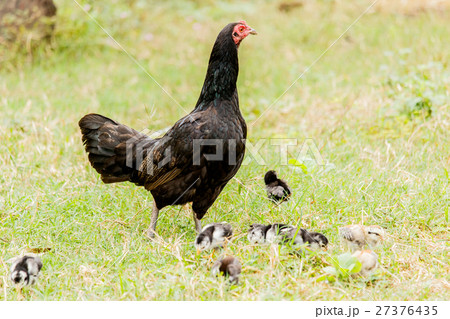 Hen chick rearing in natural Hen chick rearing in natural 27376435
