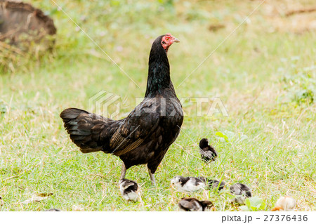 Hen chick rearing in natural Hen chick rearing in natural 27376436