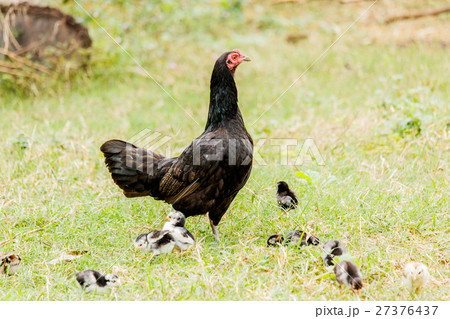 Hen chick rearing in natural  27376437