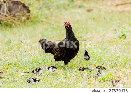 Hen chick rearing in natural Hen chick rearing in natural 27376438