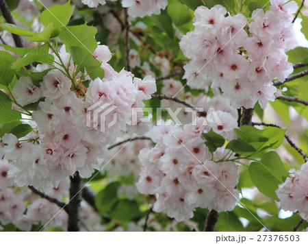 新緑の葉と満開の八重桜(4) 27376503