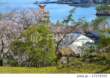 宮島の桜 27376505