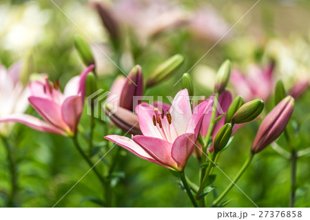 ユリの花 ユリの花 27376858