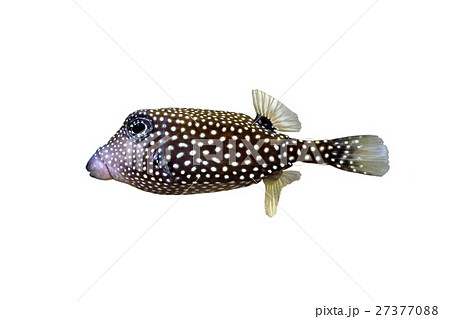 クロハコフグ クロハコフグ 27377088