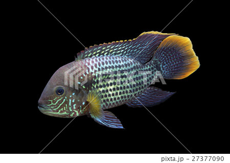 グリーンテラー 27377090