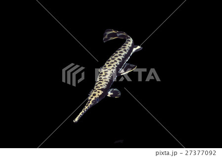 ガーパイク 27377092