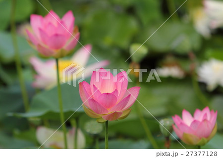蓮の花 27377128