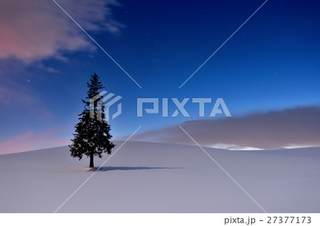 美瑛クリスマスツリー 27377173