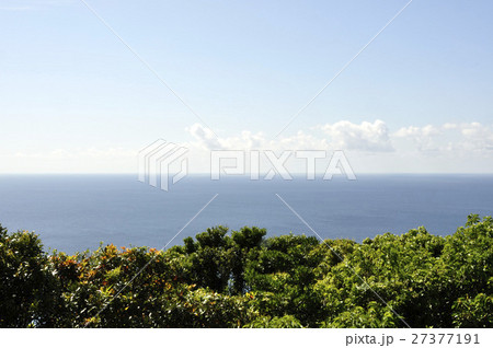 海岸林の新緑と海 27377191