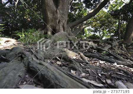 海岸樹の根 海岸樹の根 27377195