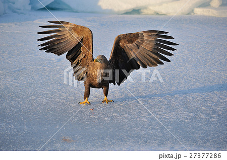 氷海の王者 27377286