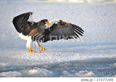 氷海に羽ばたく 27377289