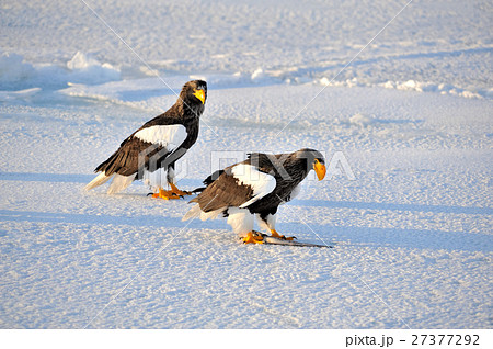 氷海の王者 氷海の王者 27377292