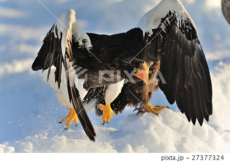 氷海に羽ばたく 27377324
