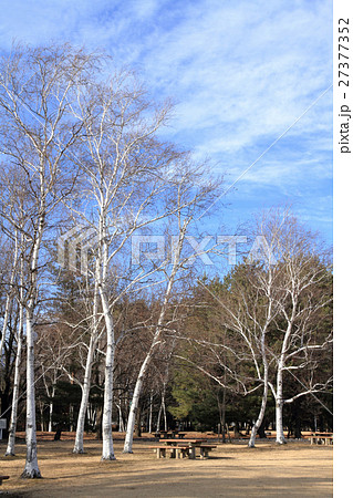 白樺のある公園　冬 27377352