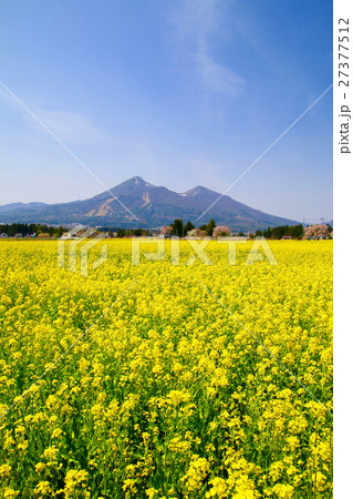 菜の花と磐梯山 菜の花と磐梯山 27377512