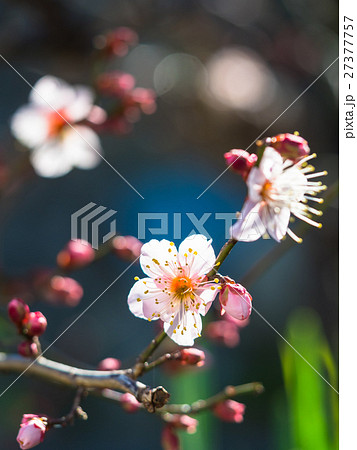 早春に咲く花梅 27377757