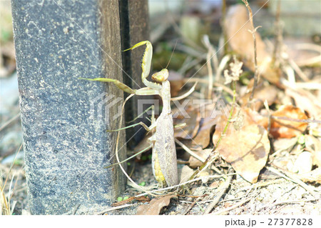 カマキリ 蟷螂 硬い 27377828