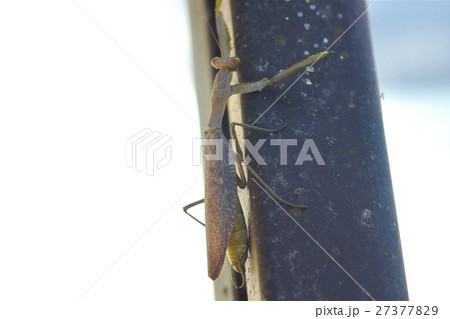 カマキリ 蟷螂 硬い 27377829
