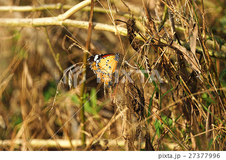 カバマダラ タテハチョウ科 白色 27377996