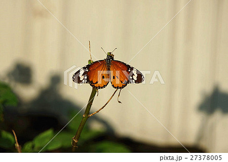 カバマダラ タテハチョウ科 白色 27378005