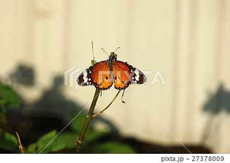 カバマダラ タテハチョウ科 白色 27378009