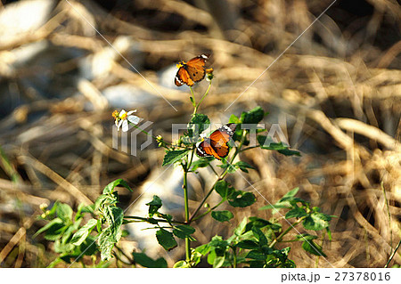 カバマダラ タテハチョウ科 白色 27378016