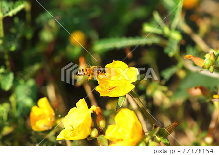 蜂 ハチ 蜜蜂 27378154