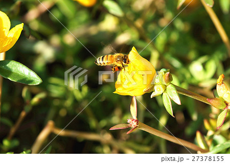 蜂 ハチ 蜜蜂 27378155