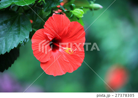 ハイビスカス ハイビスカス 27378305